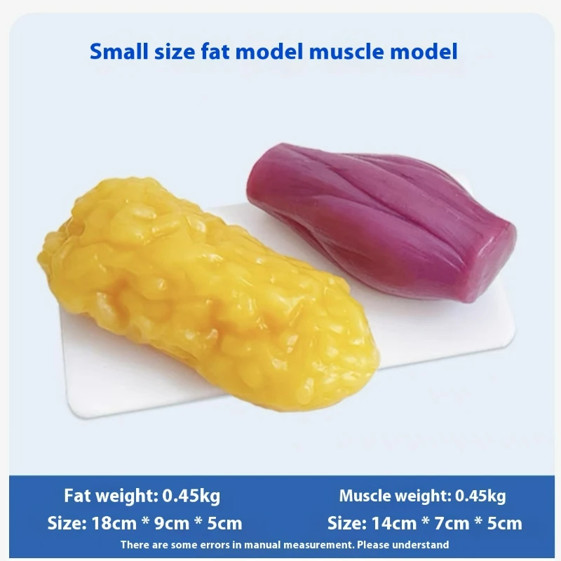 Human Muscle and Fat Replicas  - Nutrition Of Fitness review and price